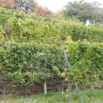 Die Weingärten am Goldberg