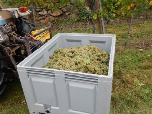 400 kg Trauben werden pro Kiste gelesen