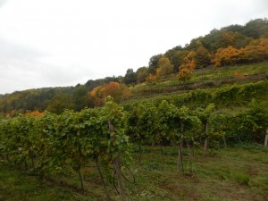 Die Weingärten am Goldberg