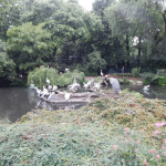 Zoo Berlin - Pelikane