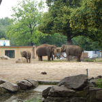 Zoo Berlin - Indische Elefanten