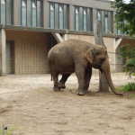 Zoo Berlin - Indischer Elefant
