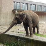Zoo Berlin - Indischer Elefant
