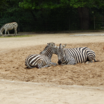 Zoo Berlin - Zebras