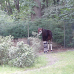 Zoo Berlin - Okapi