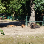 Tierpark Berlin - Bison
