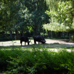 Tierpark Berlin - Afrikanische Büffel